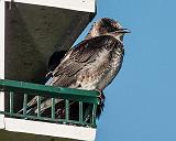 Bird On A Birdhouse_DSCF04341